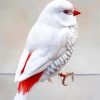 White Diamond Firetail Bird Paint By Numbers