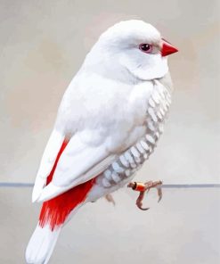 White Diamond Firetail Bird Paint By Numbers
