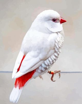 White Diamond Firetail Bird Paint By Numbers