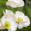 White Poppies Flowering Plants Paint By Numbers
