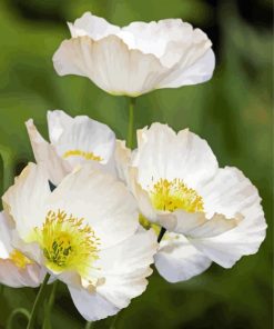 White Poppies Flowering Plants Paint By Numbers