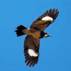Acorn Woodpecker Flying Paint By Numbers