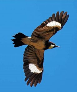 Acorn Woodpecker Flying Paint By Numbers