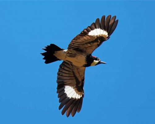 Acorn Woodpecker Flying Paint By Numbers