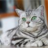 Aesthetic British Shorthair Paint By Numbers
