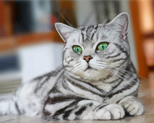 Aesthetic British Shorthair Paint By Numbers