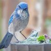 Aesthetic Scrub Jay Paint By Numbers