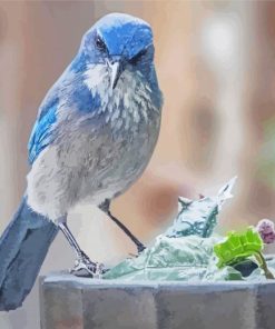 Aesthetic Scrub Jay Paint By Numbers