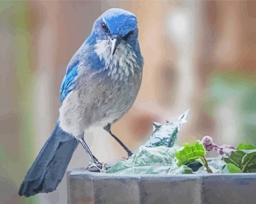 Aesthetic Scrub Jay Paint By Numbers