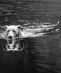 Black And White Dog Swimming Paint By Numbers