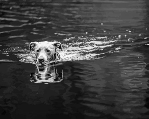 Black And White Dog Swimming Paint By Numbers