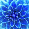Blue Dahlia Close Up Paint By Numbers