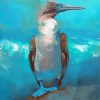 Blue Footed Boobie Bird Art Paint By Numbers