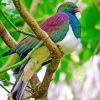 Colorful Kereru Bird Paint By Numbers