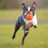 Cool Female Boston Terrier Paint By Numbers