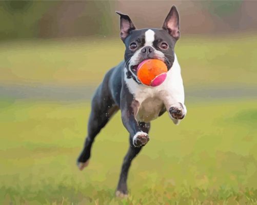 Cool Female Boston Terrier Paint By Numbers