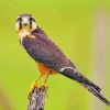 Cute Aplomado Falcon Paint By Numbers