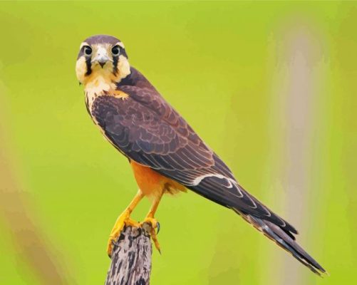 Cute Aplomado Falcon Paint By Numbers