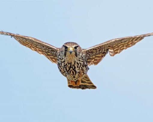 Cute Flying Merlin Bird Paint By Numbers