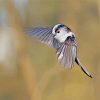 Flying Long Tailed Tit Paint By Numbers