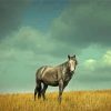 Grey Alone Horse Paint By Numbers