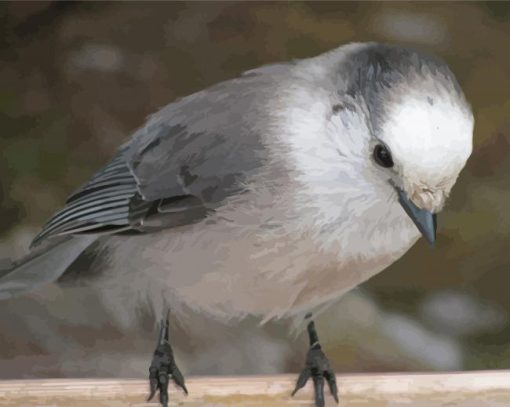 Grey And White Jay Bird Paint By Numbers