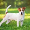 Jack Russell Terrier Dog Paint By Numbers