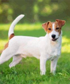 Jack Russell Terrier Dog Paint By Numbers