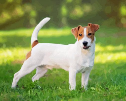 Jack Russell Terrier Dog Paint By Numbers