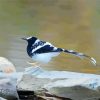 Lonely Forktail Paint By Numbers