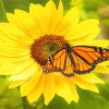 Monarch Butterfly On Sunflower Paint By Numbers