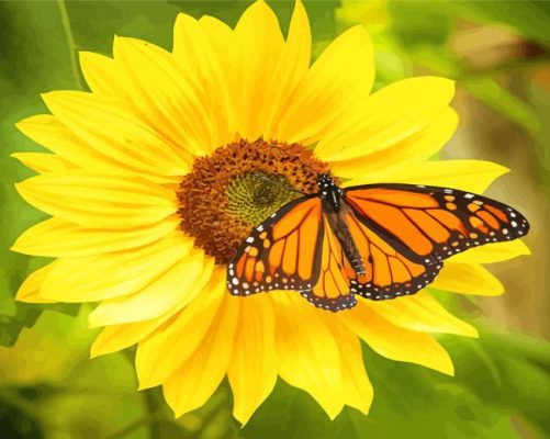 Monarch Butterfly On Sunflower Paint By Numbers