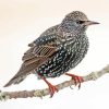 Starling On A Branch Paint By Numbers