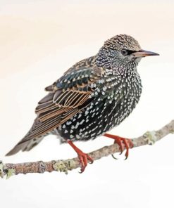 Starling On A Branch Paint By Numbers