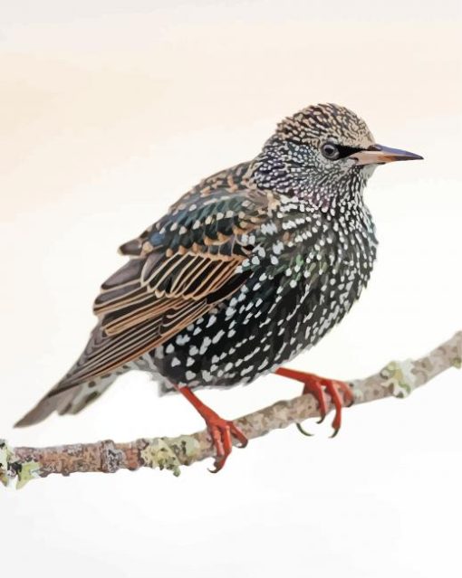 Starling On A Branch Paint By Numbers