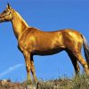 Turkish Golden Mare Horse Paint By Numbers