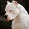 White Dogo Dog Paint By Numbers