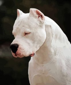 White Dogo Dog Paint By Numbers