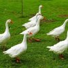 White Geese In The Garden Paint By Numbers