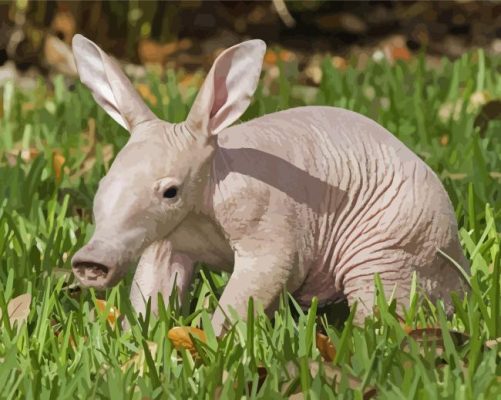 Aardvark African Animal Paint By Numbers