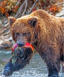 Bear Fishing Red Fish Paint By Numbers
