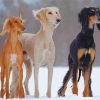 Black Beige And White Saluki Dog Paint By Numbers