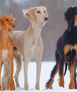 Black Beige And White Saluki Dog Paint By Numbers