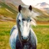 Black And White Icelandic Horse Paint By Numbers