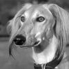 Black And White Saluki Paint By Numbers