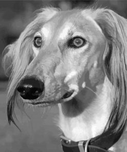 Black And White Saluki Paint By Numbers