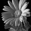 Black And White Daisy Flowering Plant Paint By Numbers