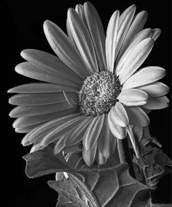 Black And White Daisy Flowering Plant Paint By Numbers