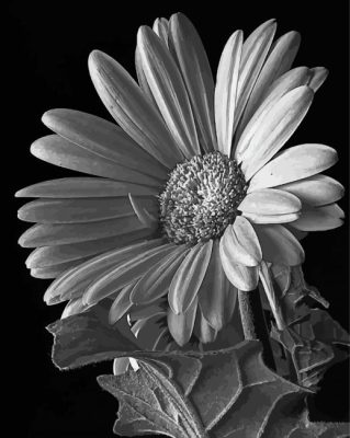 Black And White Daisy Flowering Plant Paint By Numbers