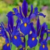 Bloom Blue Irises Flowers Paint By Numbers